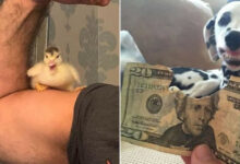 30 imagens emocionantes que provam que a ligação entre humanos e animais é inquebrável 117