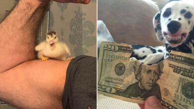 30 imagens emocionantes que provam que a ligação entre humanos e animais é inquebrável 25