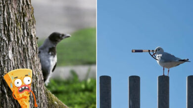 Arte urbana criativa: como cenas comuns da cidade viram personagens cheios de vida (40 fotos) 50