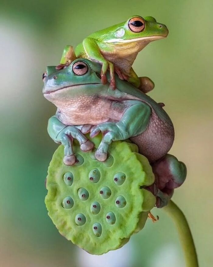 Fotografia de vida selvagem encanta com imagens que capturam momentos únicos da natureza (32 fotos)