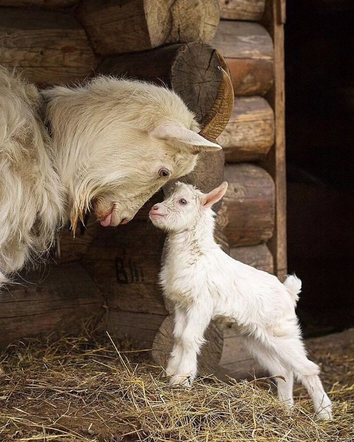 Fotografia de vida selvagem encanta com imagens que capturam momentos únicos da natureza (32 fotos) 1