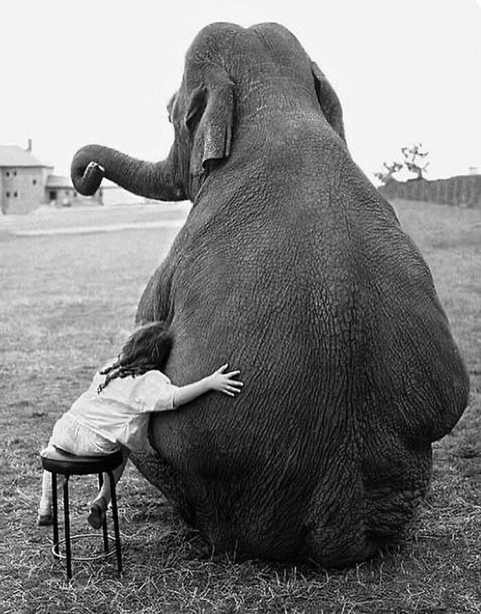 Fotografia de vida selvagem encanta com imagens que capturam momentos únicos da natureza (32 fotos) 3