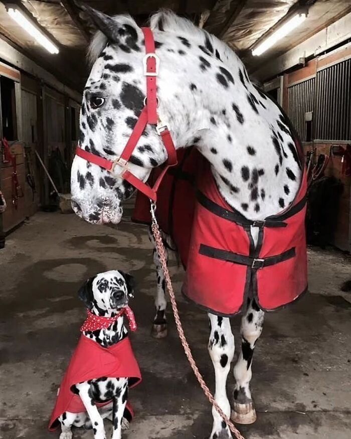 Fotografia de vida selvagem encanta com imagens que capturam momentos únicos da natureza (32 fotos) 4