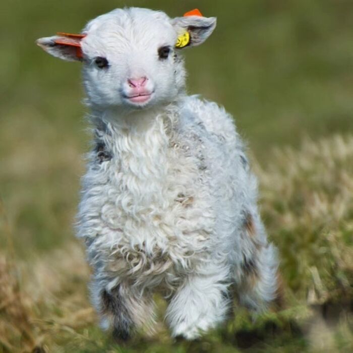 Fotografia de vida selvagem encanta com imagens que capturam momentos únicos da natureza (32 fotos) 5