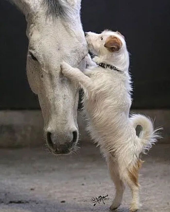 Fotografia de vida selvagem encanta com imagens que capturam momentos únicos da natureza (32 fotos) 6