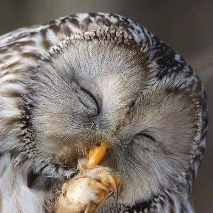 Fotografia de vida selvagem encanta com imagens que capturam momentos únicos da natureza (32 fotos) 10