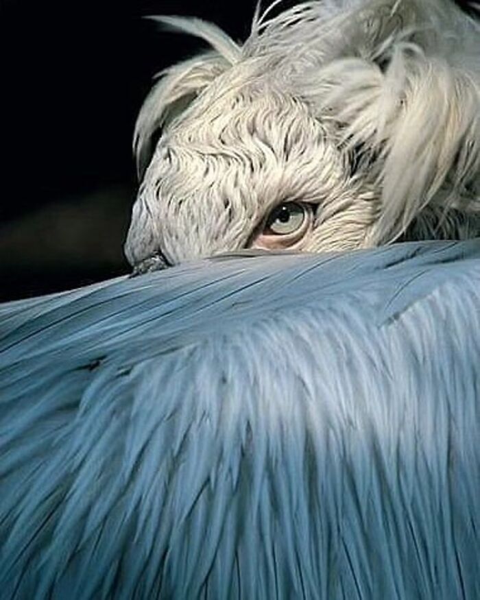 Fotografia de vida selvagem encanta com imagens que capturam momentos únicos da natureza (32 fotos) 14