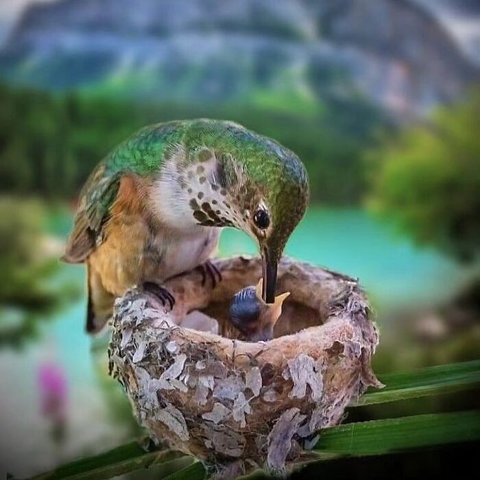 Fotografia de vida selvagem encanta com imagens que capturam momentos únicos da natureza (32 fotos) 15