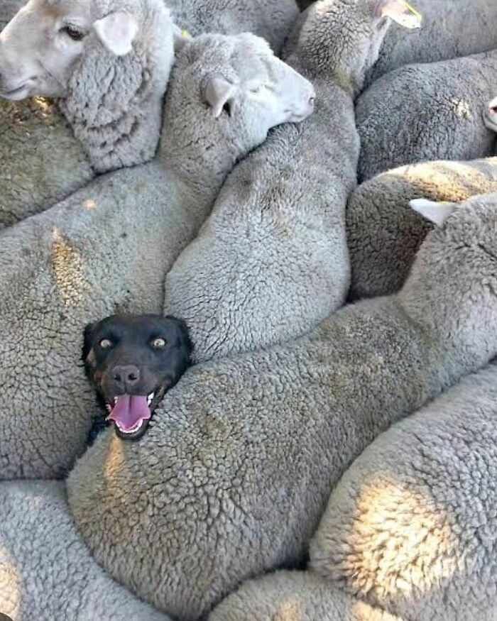 Fotografia de vida selvagem encanta com imagens que capturam momentos únicos da natureza (32 fotos) 16