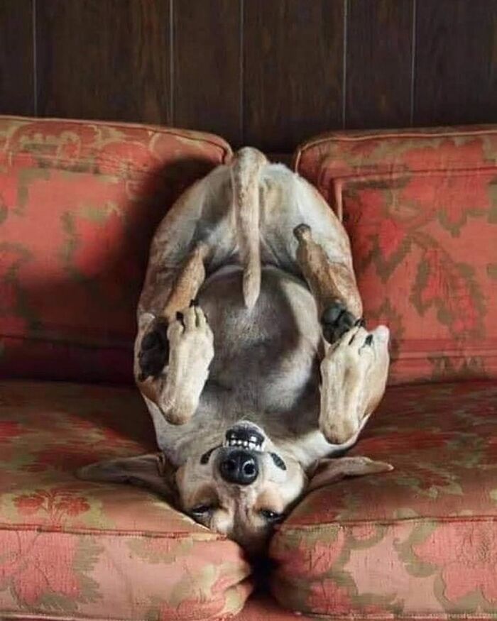 Fotografia de vida selvagem encanta com imagens que capturam momentos únicos da natureza (32 fotos) 18