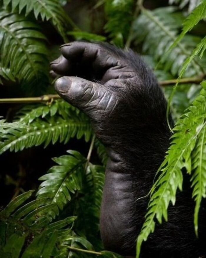 Fotografia de vida selvagem encanta com imagens que capturam momentos únicos da natureza (32 fotos) 19