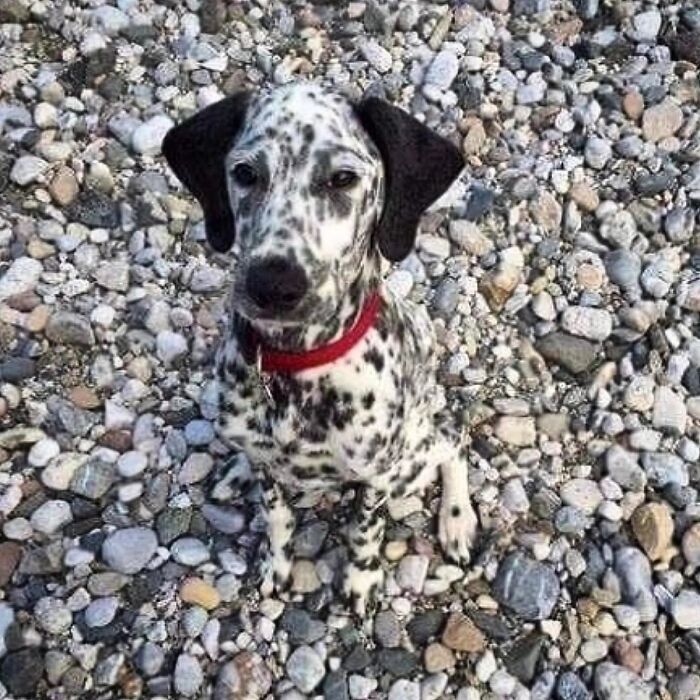 Fotografia de vida selvagem encanta com imagens que capturam momentos únicos da natureza (32 fotos) 21