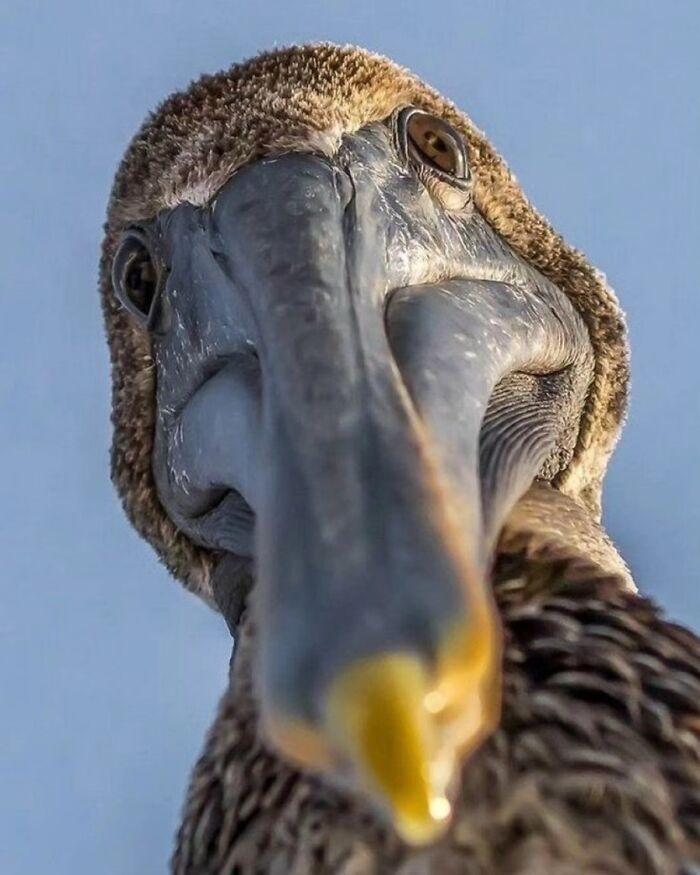 Fotografia de vida selvagem encanta com imagens que capturam momentos únicos da natureza (32 fotos) 22