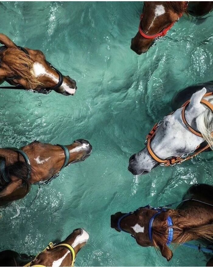 Fotografia de vida selvagem encanta com imagens que capturam momentos únicos da natureza (32 fotos) 24