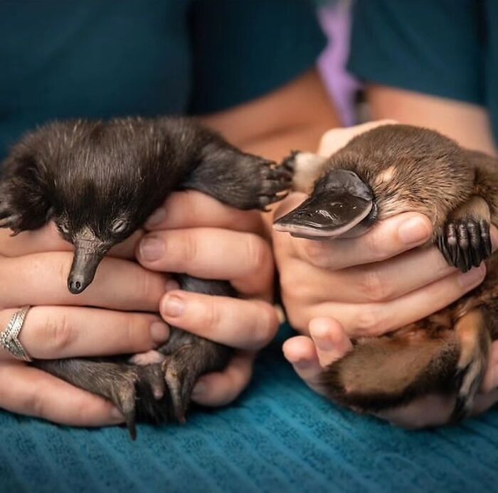 Fotografia de vida selvagem encanta com imagens que capturam momentos únicos da natureza (32 fotos) 27