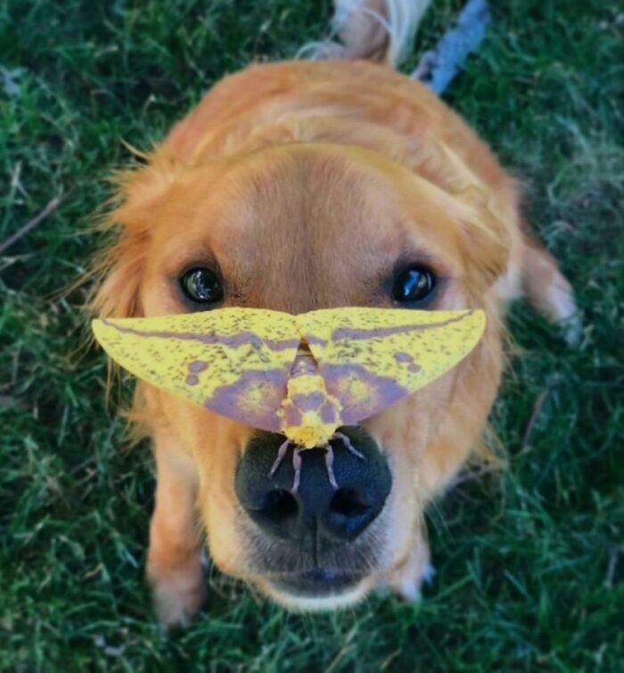 Fotografia de vida selvagem encanta com imagens que capturam momentos únicos da natureza (32 fotos) 29