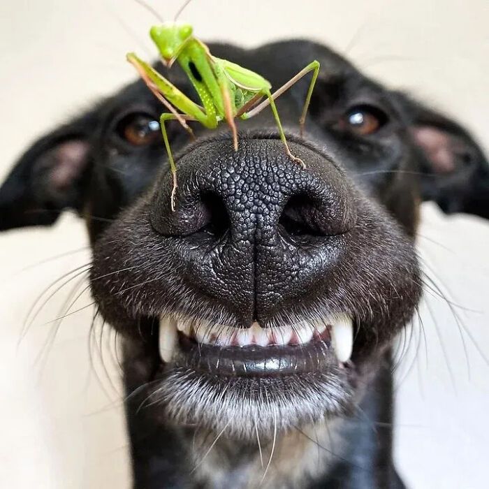 Fotografia de vida selvagem encanta com imagens que capturam momentos únicos da natureza (32 fotos) 30