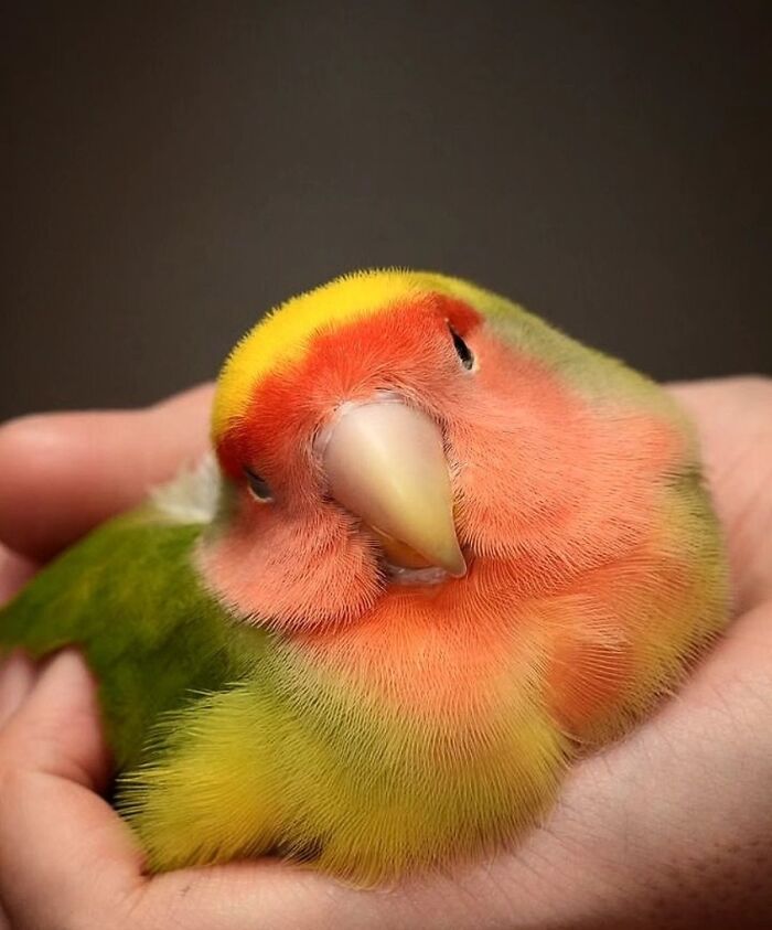 Fotografia de vida selvagem encanta com imagens que capturam momentos únicos da natureza (32 fotos) 31