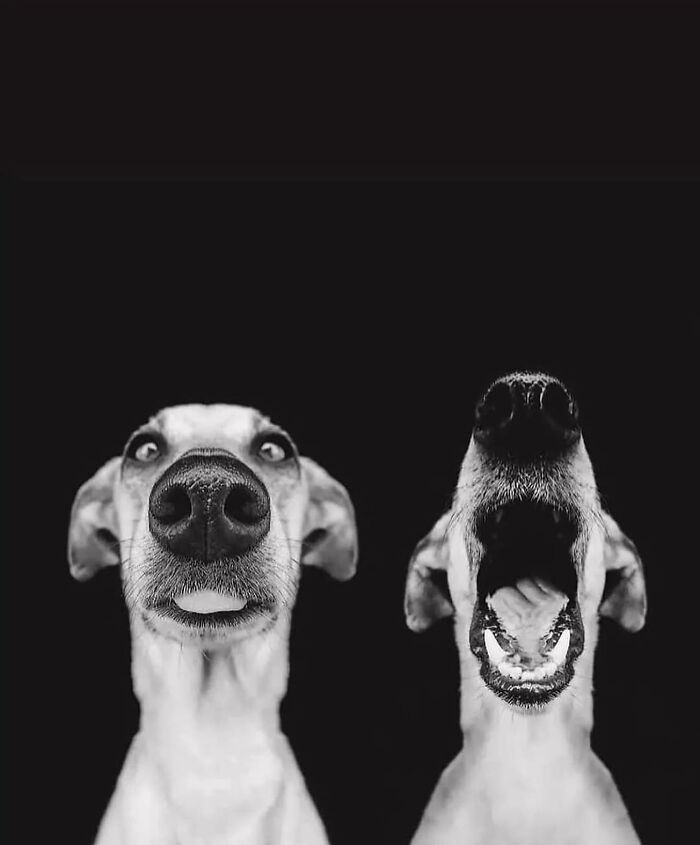 Fotos tiradas no momento perfeito revelam coincidências incríveis que parecem impossíveis (32 fotos) 23