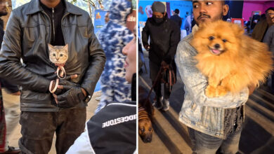 Paw Carnival em Bangladesh: O evento que celebra pets, cuidado e inclusão (16 fotos) 31