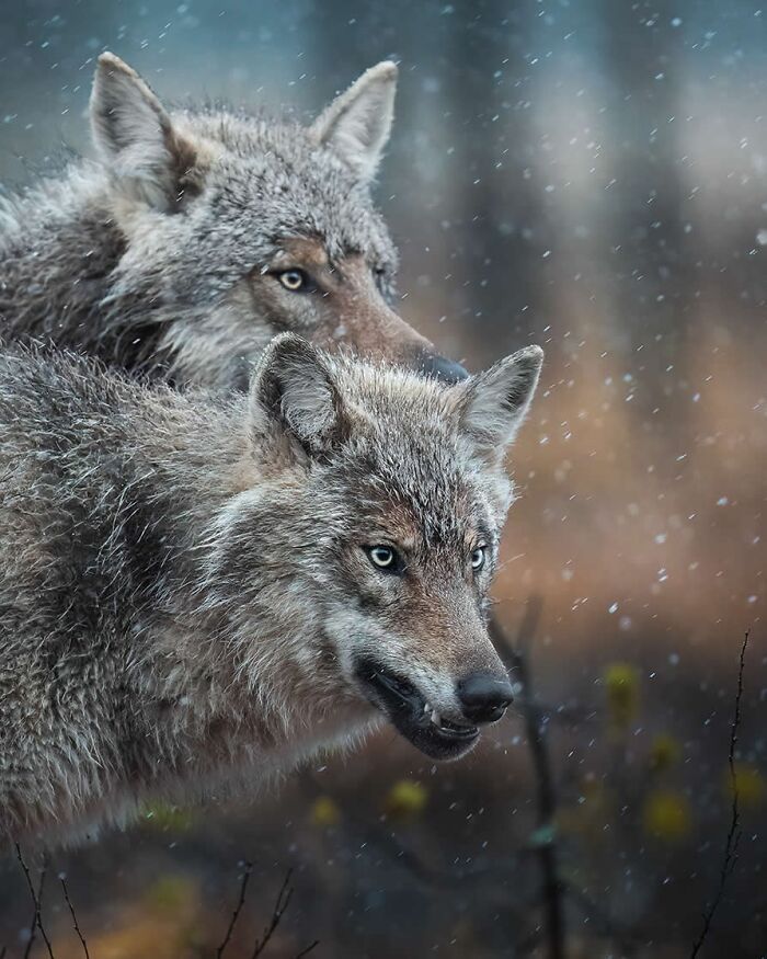 Alexandra Surkova transforma encontros com animais selvagens em fotos impressionantes (28 fotos) Alexandra Surkova transforma encontros com animais selvagens em fotos impressionantes (28 fotos)