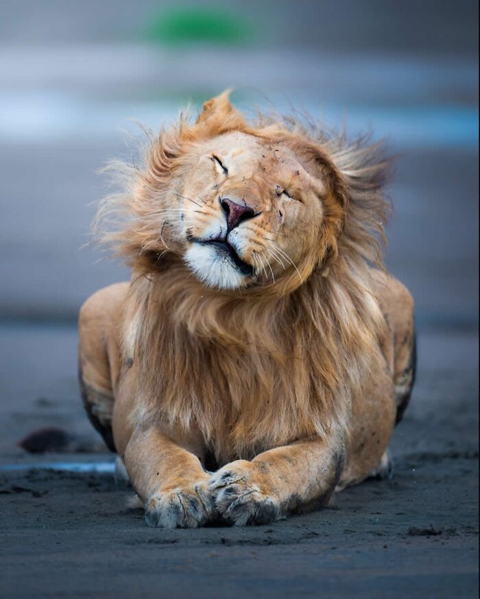 Alexandra Surkova transforma encontros com animais selvagens em fotos impressionantes (28 fotos) 1 Alexandra Surkova transforma encontros com animais selvagens em fotos impressionantes (28 fotos) 1