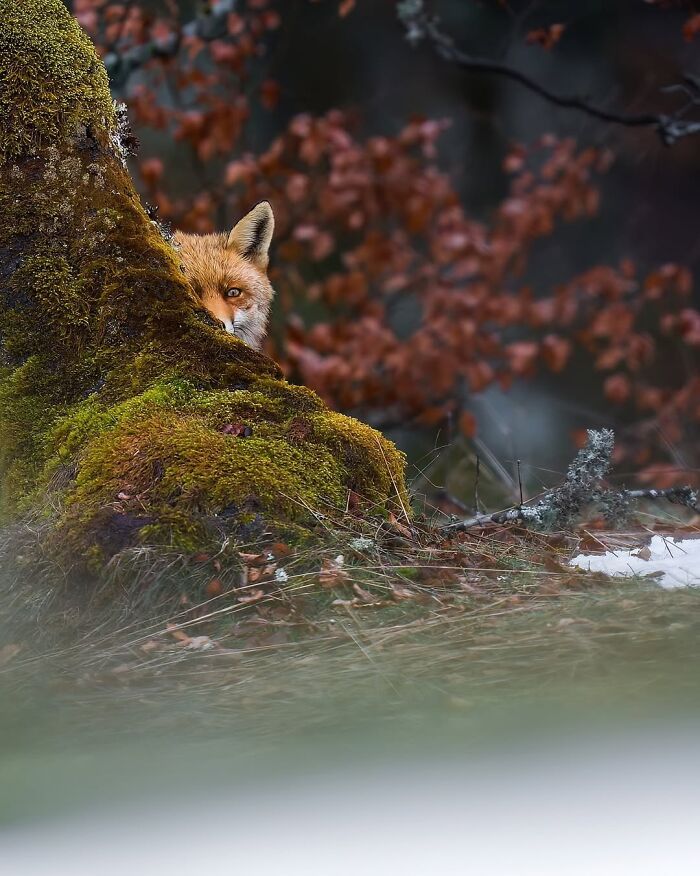 Alexandra Surkova transforma encontros com animais selvagens em fotos impressionantes (28 fotos) 2 Alexandra Surkova transforma encontros com animais selvagens em fotos impressionantes (28 fotos) 2