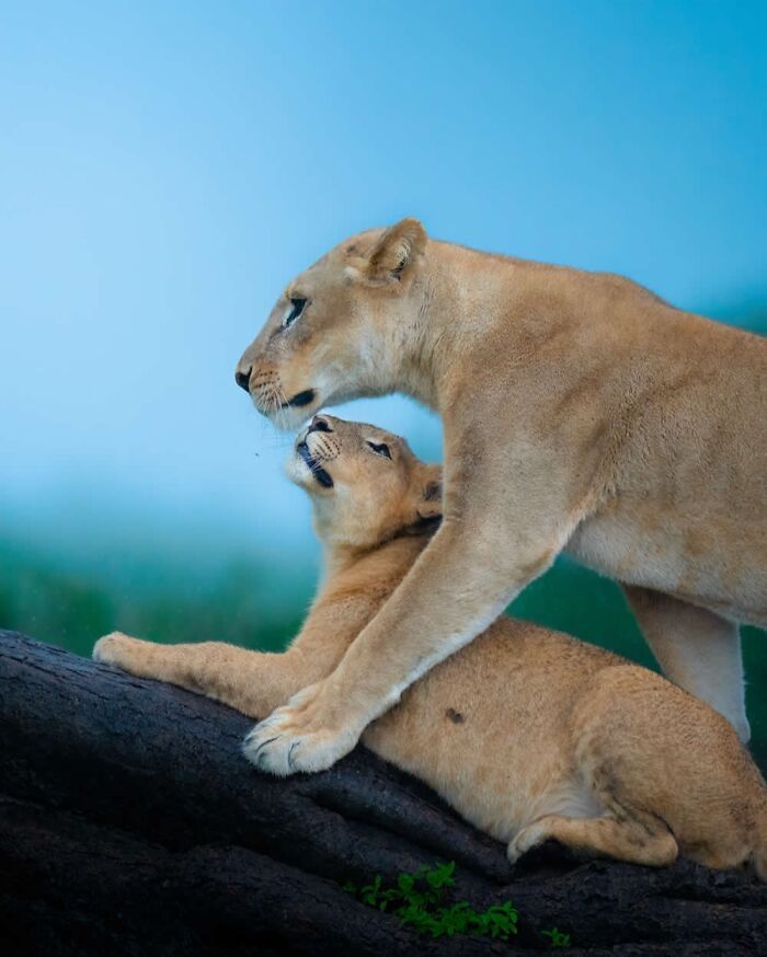Alexandra Surkova transforma encontros com animais selvagens em fotos impressionantes (28 fotos) 3 Alexandra Surkova transforma encontros com animais selvagens em fotos impressionantes (28 fotos) 3