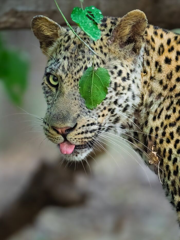 Alexandra Surkova transforma encontros com animais selvagens em fotos impressionantes (28 fotos) 4 Alexandra Surkova transforma encontros com animais selvagens em fotos impressionantes (28 fotos) 4
