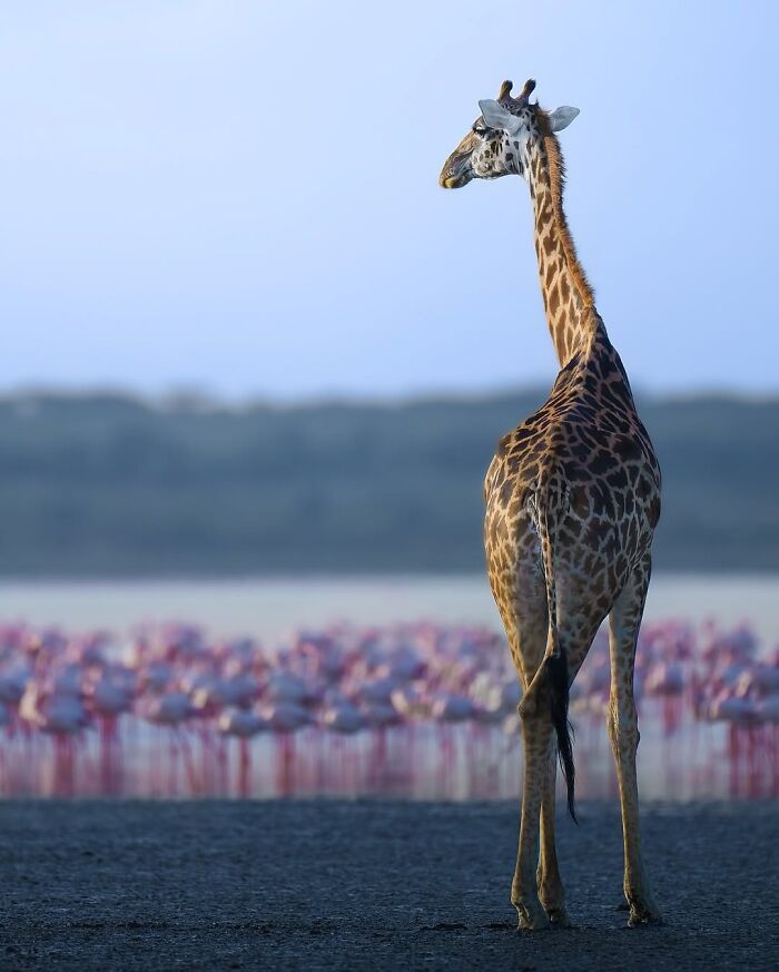 Alexandra Surkova transforma encontros com animais selvagens em fotos impressionantes (28 fotos) 5 Alexandra Surkova transforma encontros com animais selvagens em fotos impressionantes (28 fotos) 5