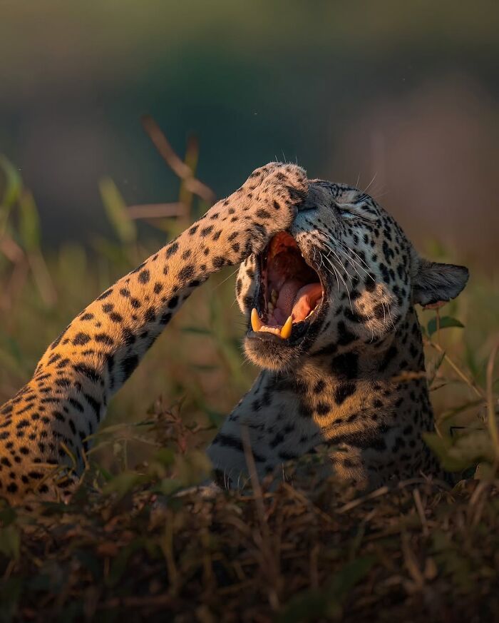 Alexandra Surkova transforma encontros com animais selvagens em fotos impressionantes (28 fotos) 7 Alexandra Surkova transforma encontros com animais selvagens em fotos impressionantes (28 fotos) 7