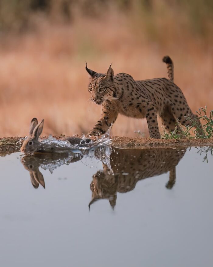 Alexandra Surkova transforma encontros com animais selvagens em fotos impressionantes (28 fotos) 8 Alexandra Surkova transforma encontros com animais selvagens em fotos impressionantes (28 fotos) 8