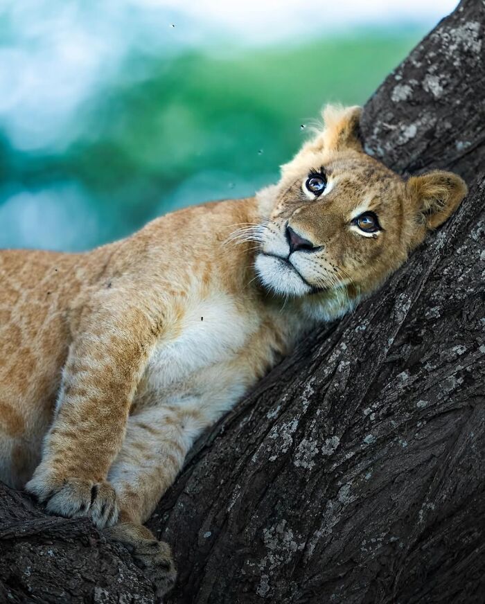 Alexandra Surkova transforma encontros com animais selvagens em fotos impressionantes (28 fotos) 9 Alexandra Surkova transforma encontros com animais selvagens em fotos impressionantes (28 fotos) 9