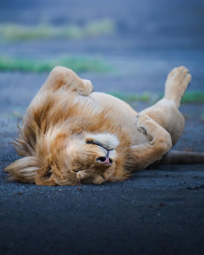 Alexandra Surkova transforma encontros com animais selvagens em fotos impressionantes (28 fotos) 10 Alexandra Surkova transforma encontros com animais selvagens em fotos impressionantes (28 fotos) 10