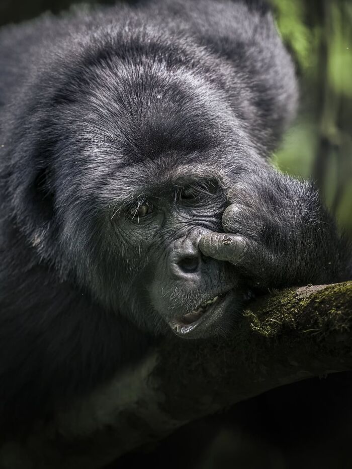 Alexandra Surkova transforma encontros com animais selvagens em fotos impressionantes (28 fotos) 11 Alexandra Surkova transforma encontros com animais selvagens em fotos impressionantes (28 fotos) 11