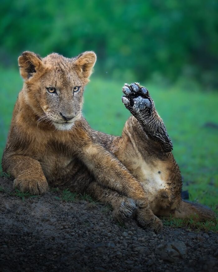 Alexandra Surkova transforma encontros com animais selvagens em fotos impressionantes (28 fotos) 14 Alexandra Surkova transforma encontros com animais selvagens em fotos impressionantes (28 fotos) 14