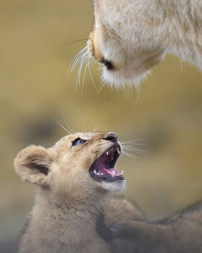 Alexandra Surkova transforma encontros com animais selvagens em fotos impressionantes (28 fotos) 16 Alexandra Surkova transforma encontros com animais selvagens em fotos impressionantes (28 fotos) 16