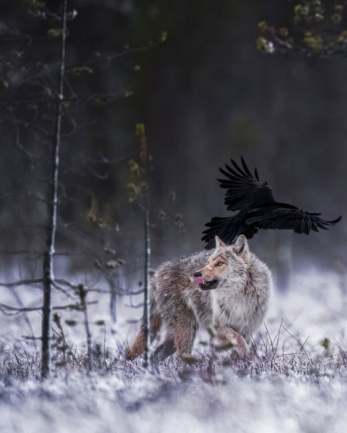 Alexandra Surkova transforma encontros com animais selvagens em fotos impressionantes (28 fotos) 17 Alexandra Surkova transforma encontros com animais selvagens em fotos impressionantes (28 fotos) 17