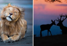 Alexandra Surkova transforma encontros com animais selvagens em fotos impressionantes (28 fotos) 77