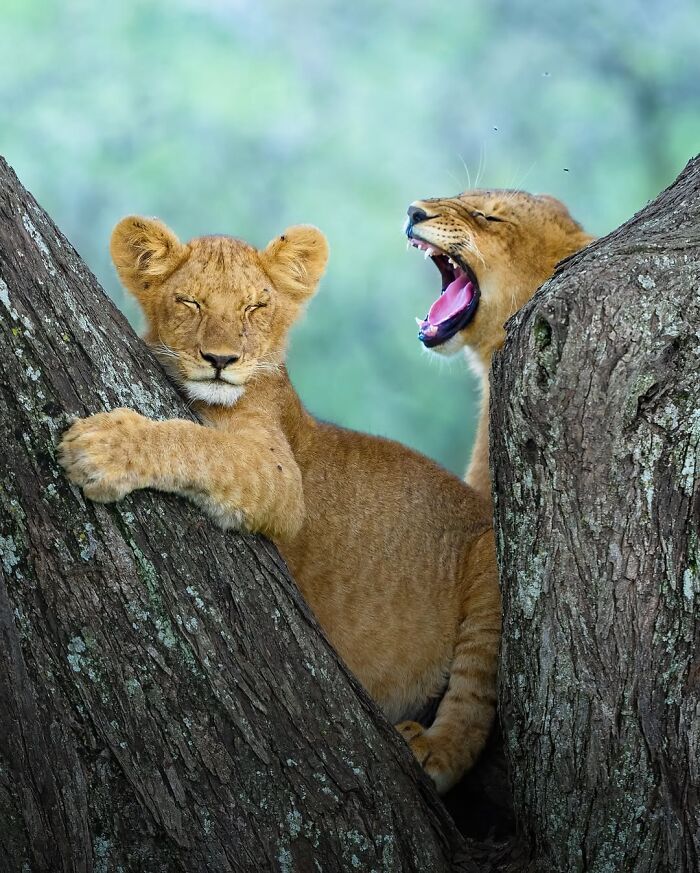 Alexandra Surkova transforma encontros com animais selvagens em fotos impressionantes (28 fotos) 19 Alexandra Surkova transforma encontros com animais selvagens em fotos impressionantes (28 fotos) 19