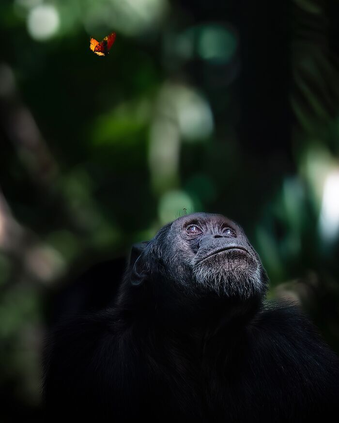 Alexandra Surkova transforma encontros com animais selvagens em fotos impressionantes (28 fotos) 21 Alexandra Surkova transforma encontros com animais selvagens em fotos impressionantes (28 fotos) 21