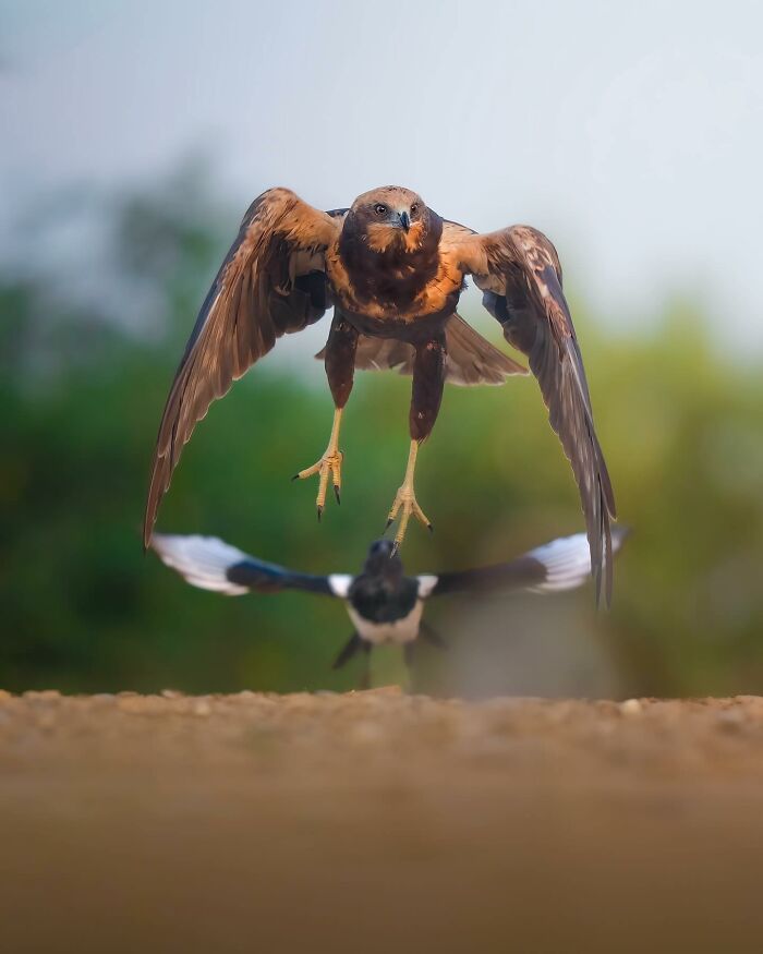 Alexandra Surkova transforma encontros com animais selvagens em fotos impressionantes (28 fotos) 23 Alexandra Surkova transforma encontros com animais selvagens em fotos impressionantes (28 fotos) 23