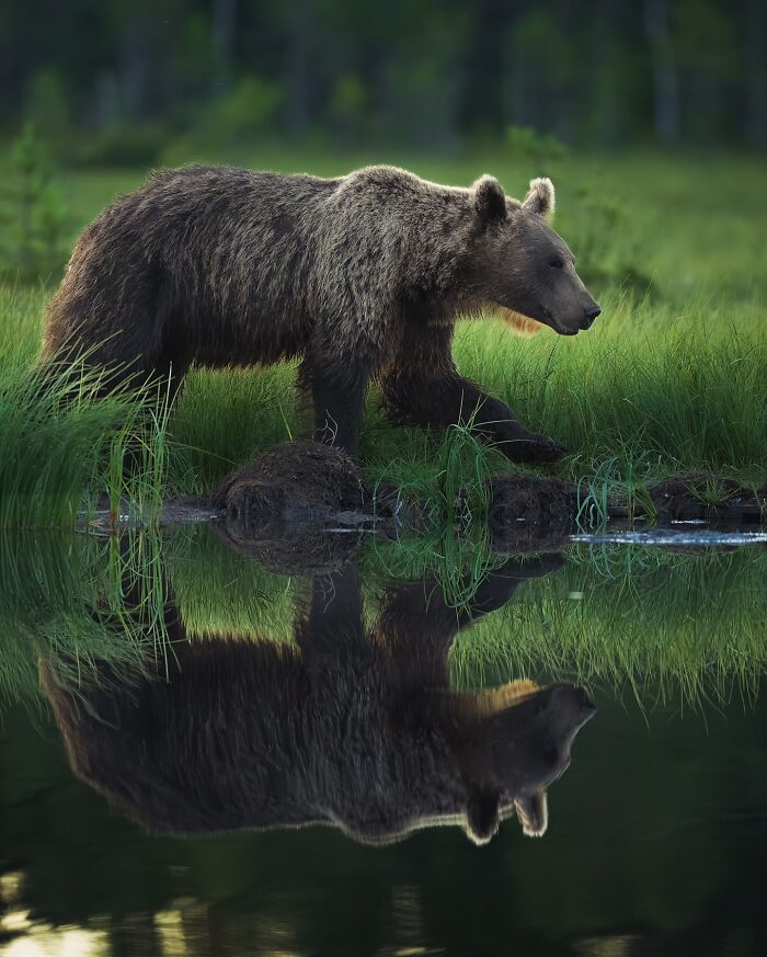 Alexandra Surkova transforma encontros com animais selvagens em fotos impressionantes (28 fotos) 26 Alexandra Surkova transforma encontros com animais selvagens em fotos impressionantes (28 fotos) 26