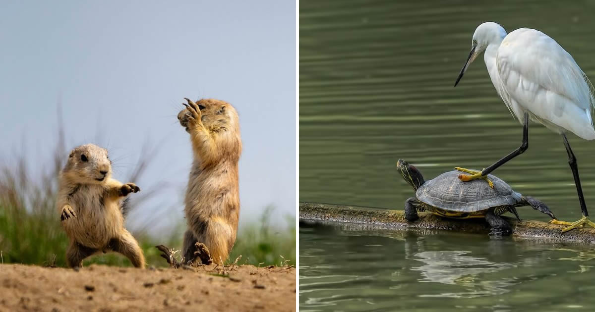 Comedy Wildlife Photography: as fotos de animais mais engraçadas que estão conquistando a internet (34 fotos) 1 Comedy Wildlife Photography: as fotos de animais mais engraçadas que estão conquistando a internet (34 fotos)