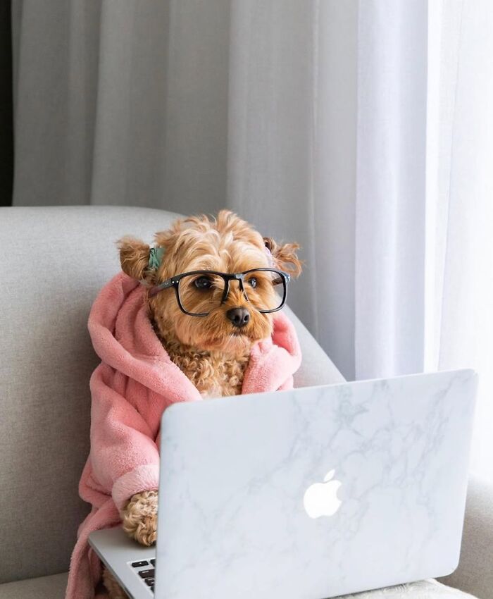 Esses cachorros trabalhando em casa estão vivendo a rotina que muita gente não aguenta mais (28 fotos) 2