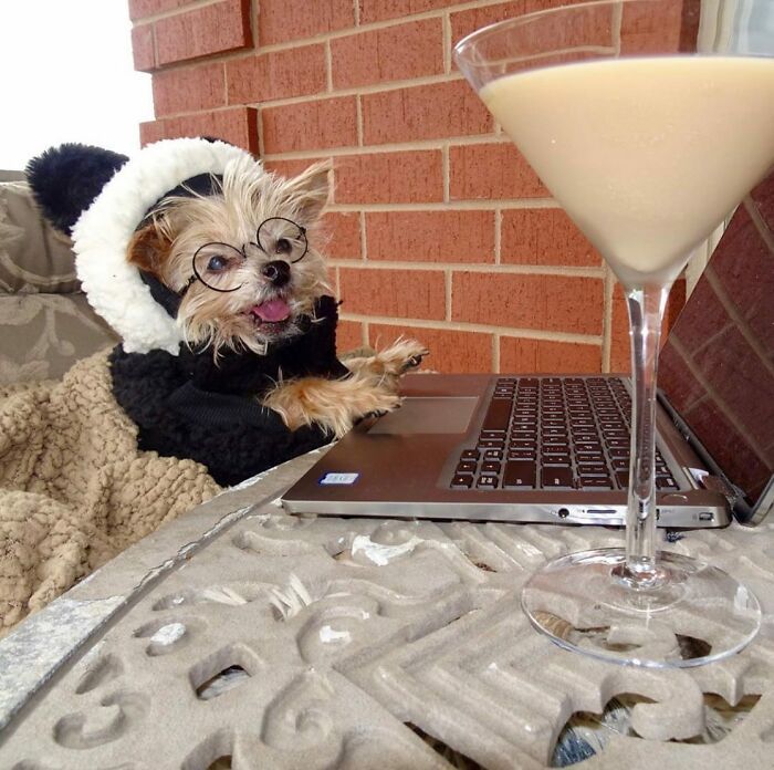 Esses cachorros trabalhando em casa estão vivendo a rotina que muita gente não aguenta mais (28 fotos) 5