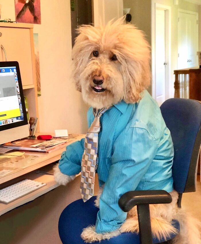 Esses cachorros trabalhando em casa estão vivendo a rotina que muita gente não aguenta mais (28 fotos) 6
