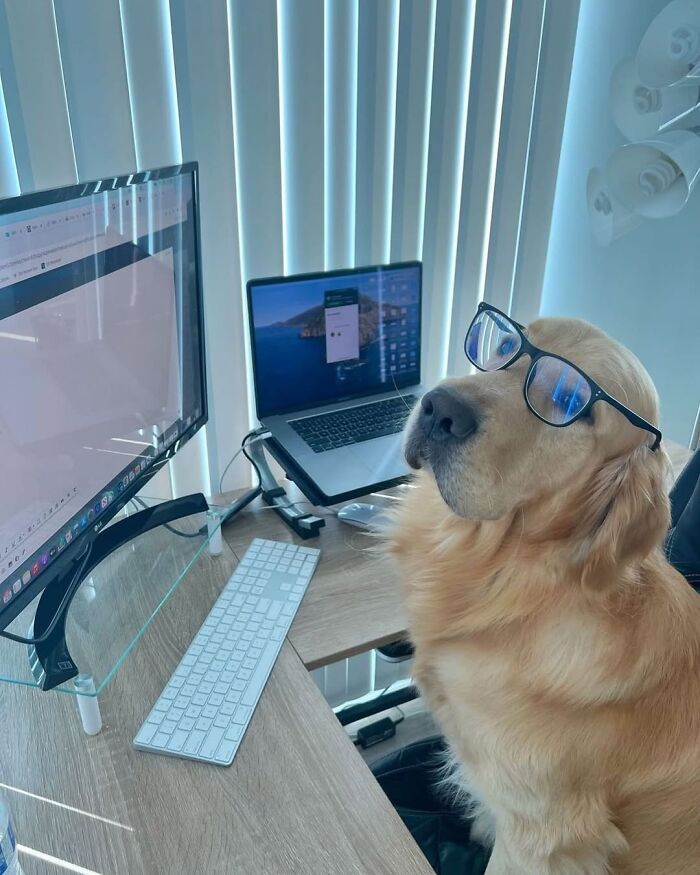 Esses cachorros trabalhando em casa estão vivendo a rotina que muita gente não aguenta mais (28 fotos) 7