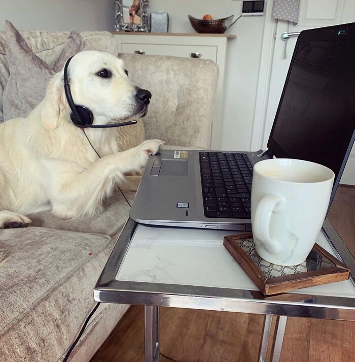 Esses cachorros trabalhando em casa estão vivendo a rotina que muita gente não aguenta mais (28 fotos) 9