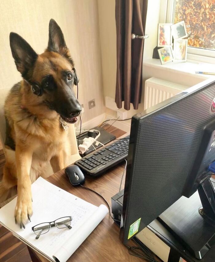 Esses cachorros trabalhando em casa estão vivendo a rotina que muita gente não aguenta mais (28 fotos) 10